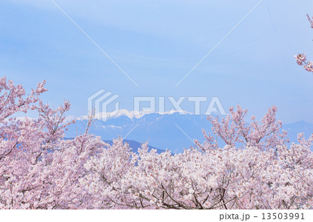 高遠城址公園の桜 13503991