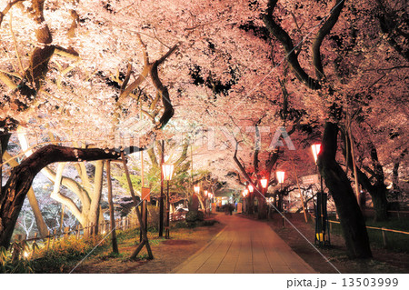高遠城址公園の桜 高遠城址公園の桜 13503999