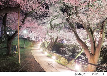 高遠城址公園の桜 13504001