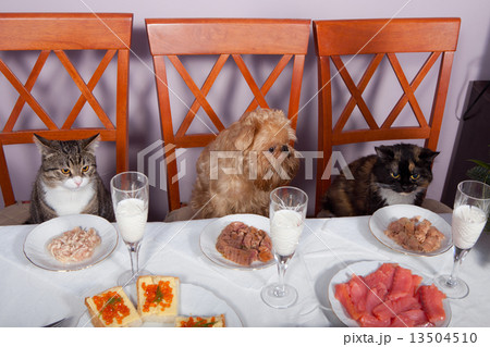 Feast for the animals 13504510