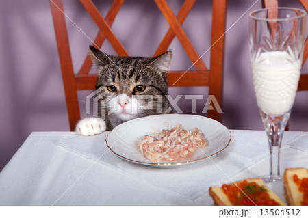 Feast for cat Feast for cat 13504512