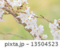 タカトオコヒガンザクラ 13504523