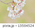 タカトオコヒガンザクラ 13504524