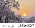 夕日と桜 13504527