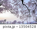 夕暮れ時の桜 13504528