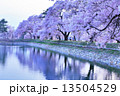 夕暮れ時の桜 13504529
