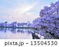 夕暮れ時の桜 13504530