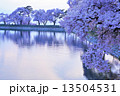 夕暮れ時の桜 13504531