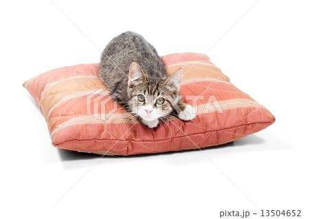 Gray kitten sleep on the pillow Gray kitten sleep on the pillow 13504652