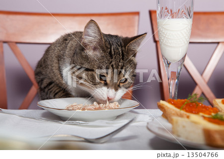 Restaurant  for cat 13504766