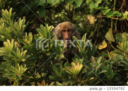 屋久島の猿 (屋久島猿) 屋久島の猿 (屋久島猿) 13504792