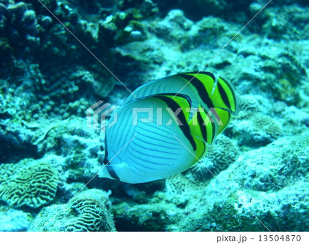 フウライチョウチョウウオのペア フウライチョウチョウウオのペア 13504870