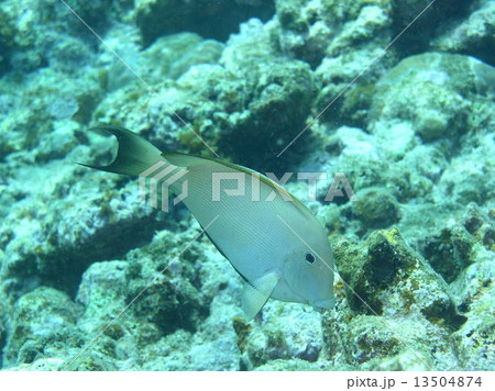 どこか上品で優しそうな魚 どこか上品で優しそうな魚 13504874