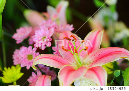 早春の花々 13504926