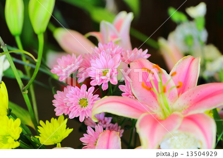 早春の花々 13504929