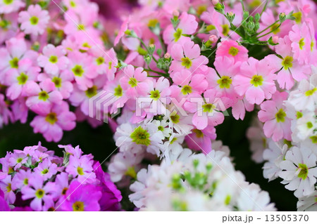 Primula malacoides Primula malacoides 13505370