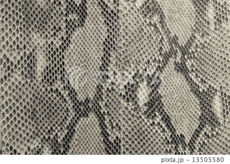 snake skin with the pattern 13505580