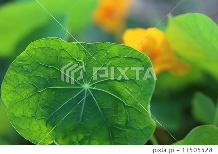 キンレンカ 13505628