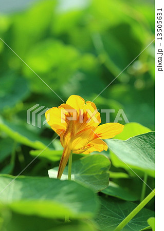 キンレンカ 13505631