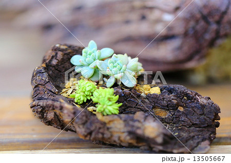 多肉植物のイメージ 多肉植物のイメージ 13505667