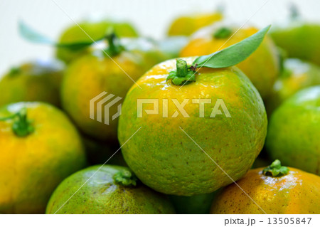 シークヮーサーの実 13505847