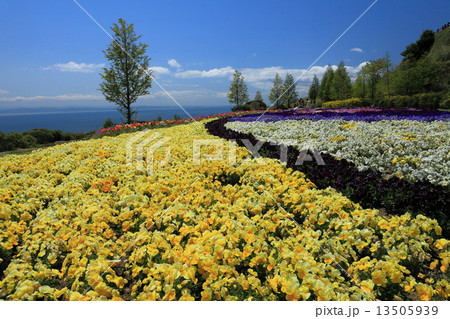 あわじ花さじき 13505939