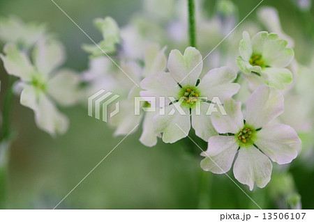 Primula malacoides～ウィンティー・ライムグリーンの写真素材