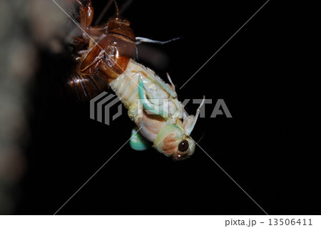 蝉の脱皮⑤ 13506411