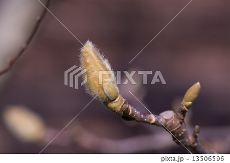 春を待つ 13506596