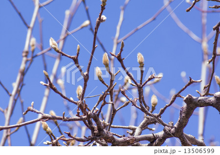 春を待つ 春を待つ 13506599