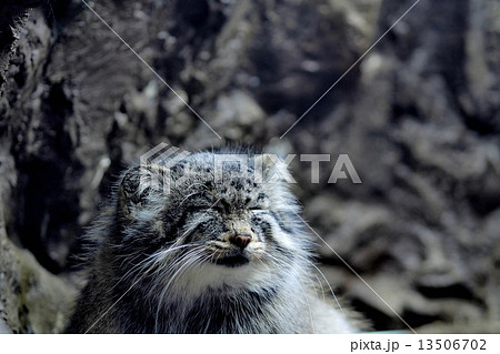 眠るマヌルネコ 眠るマヌルネコ 13506702