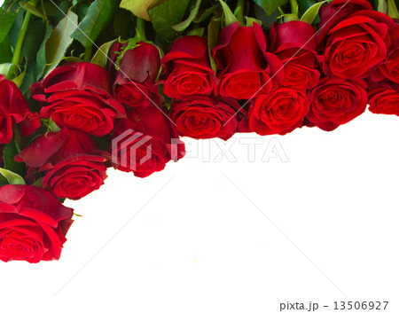 border of fresh crimson red garden roses border of fresh crimson red garden roses 13506927