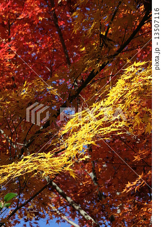 イロハモミジの黄葉 13507116