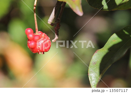 サネカズラの実 13507117