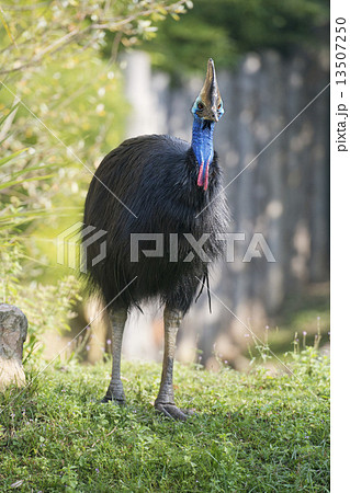 cassowary portrait cassowary portrait 13507250
