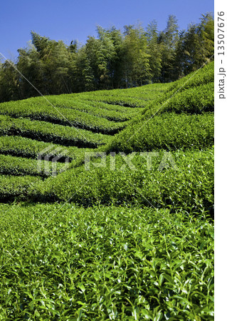 南投 清らか 純粋 13507676