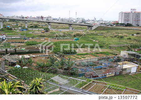宜野湾市大山のタイモ畑 13507772