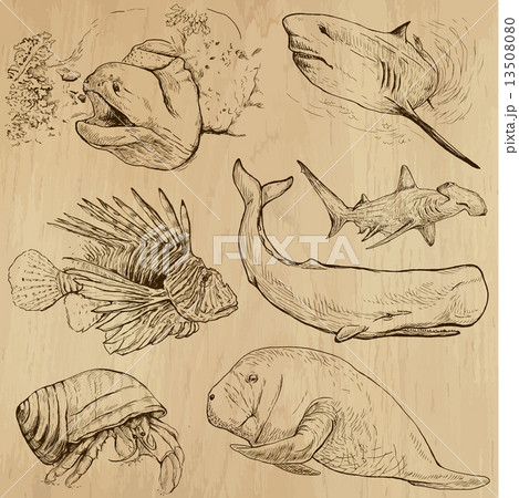 Underwater, Sea Life - hand drawn vector pack Underwater, Sea Life - hand drawn vector pack 13508080