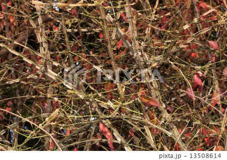 ニシキギ・12月 13508614