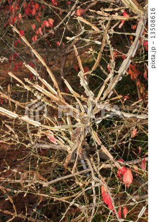 ニシキギ・12月 13508616