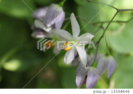 ソラナム・シーフォーシアヌムの花 13508646