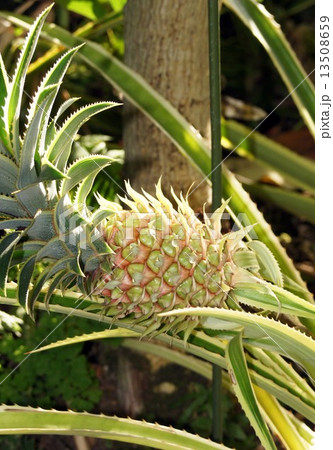パイナップル  13508659