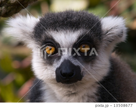 Ring-tailed lemur 13508677