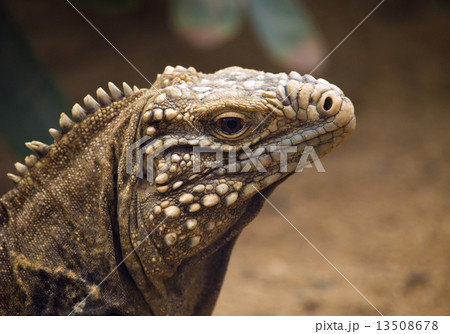 Cuban ground iguana Cuban ground iguana 13508678
