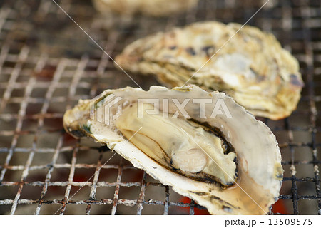 牡蠣 13509575