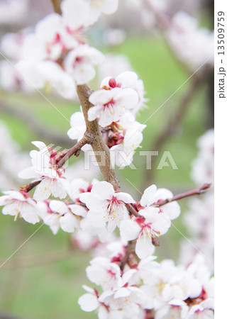 白梅 白梅 13509759