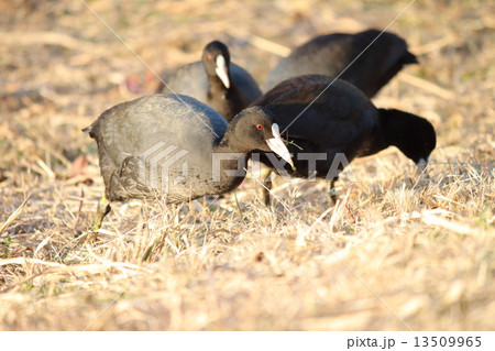 オオバン 13509965