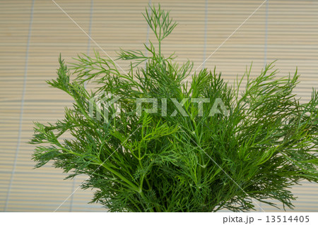 Dill branch 13514405