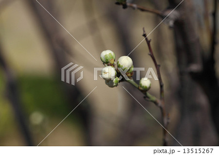 ハナモモ白花の蕾 13515267