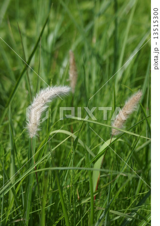 茅萱チガヤ　子供の守護神 13515300